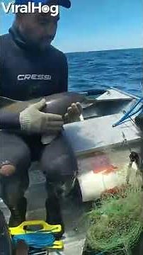 Viral Video: Man Rescues Baby Dolphin From Fishing Net