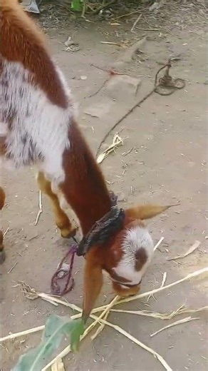 Amcha gavi gharchya cows#motivation#love #bhakti #nature