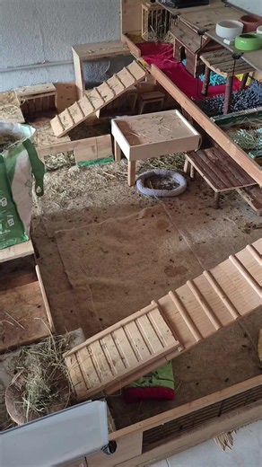 #sauber #meerschweinchen #gehege #heu #unterstellung