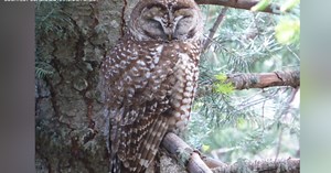 Mexican Spotted Owl breeding season on Mount Lemmon