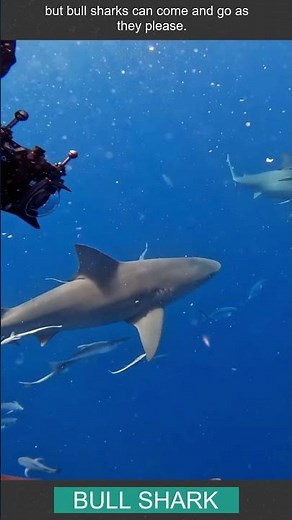 How do bull sharks survive in freshwater? #wildlife #animals #sharks