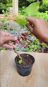 How to Support a Mulberry Tree with Wire | Shehtut Tree Care