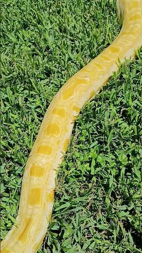Burma Burma outside in the sun #reptiles