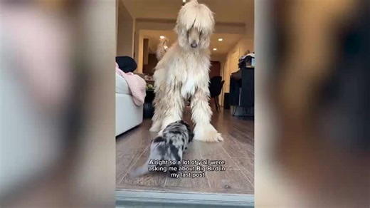 Puppy Meets Afghan Hound Brother for First Time, Hysterics at What Happens