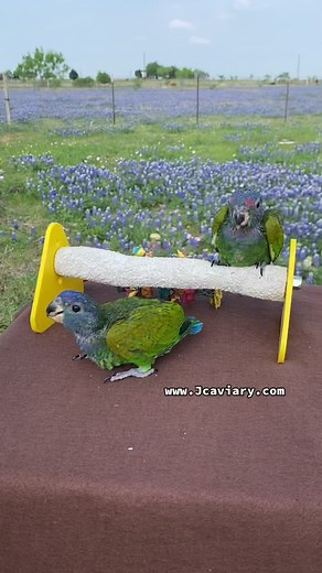 Update on our Blue headed Pionus babies 🐣🐣🥰 They’re growing up very fast 🥹❤️ #pionusparrot #blueheadedpionus #parrots #babyparrot #birdsoftiktok #jcaviarybirds