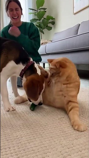 Connection Lost 📶🙀 Cat disconnected from reality #Lag #Glitch fill