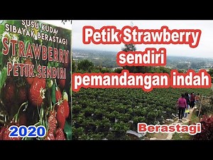 pengalaman petik strawberry sendiri di berastagi dekat gundaling farm