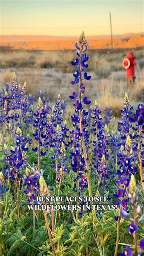 Texas Travel | Amanda on Instagram: "🌸 Texas Wildflowers 🌸 Here are some of the BEST places to see stunning wildflower displays across the Lone Star State: 🪻 Willow City Loop – A winding Hill Country drive bursting with bluebonnets and Indian paintbrush. 🌼 Ennis Bluebonnet Trails – The Official Bluebonnet City of Texas with 40+ miles of vibrant blooms. 🪻 Washington County (Brenham & Chappell Hill) – Classic bluebonnet fields and charming backroads. ἳ