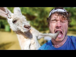 Punched in the Face by a Kangaroo - Kangaroos Fight Everything 🦘🥊🦆🧑🐶🚴‍♂️