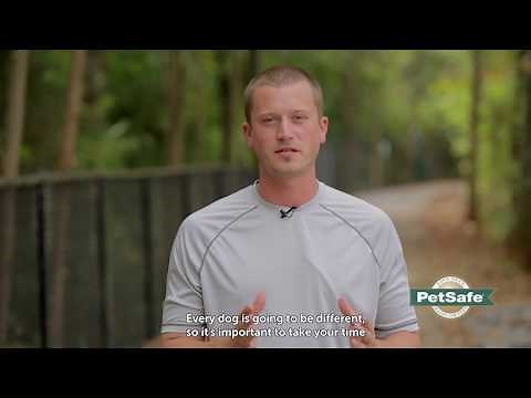 PetSafe® Remote Training - Finding Your Dog's Recognition Level