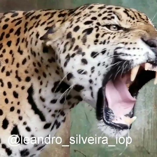 Jaguar roar