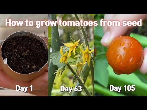 방울토마토 씨앗 심어 수확까지:: 식물의 한살이:: cherry tomatoes from seed to harvest