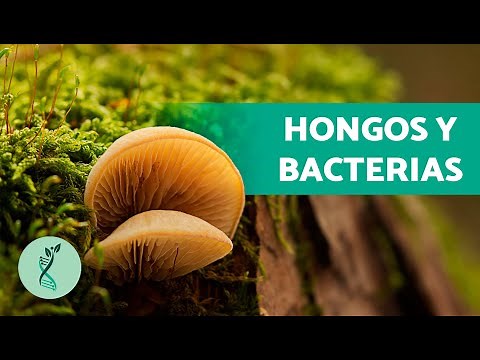 🍄 What are decomposing organisms in the food chain? 🦠 (Examples: fungi, bacteria)