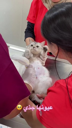 Cat Examination and Care Procedure Overview