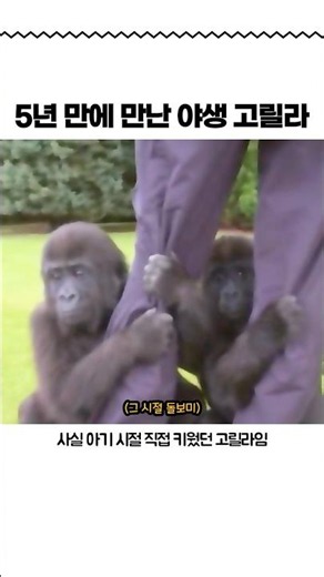 5년만에 만난 야생 고릴라 #고릴라