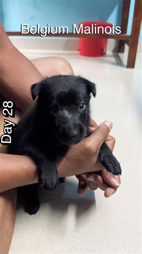 Belgium Malinois - day28 #belgiummalinois #dog #pets #puppy