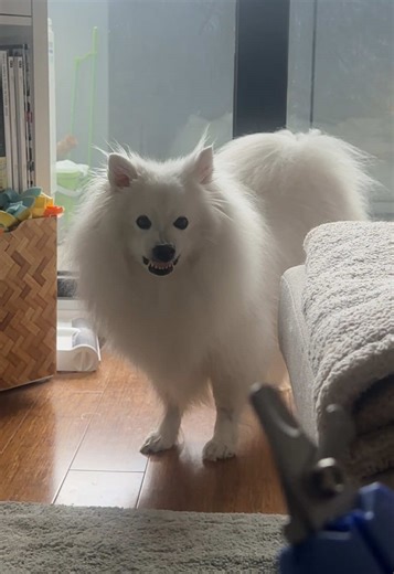 Dog's Hilarious Reaction to Nail Clippers