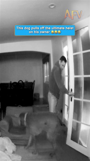 This dog pulls off the ultimate heist on his owner 😂😂😂