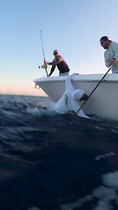 Oops! Pretty sure you're supposed to stay in the boat when gaffing a fish! 🤣👀🤷‍♂️⁠ ⁠ Has this happened to anyone else?⁠ ⁠ *we still landed the fish 😎⁠ . . .⁠ #PelagicWorldwide #BuiltForFishing #Pelagic #gaffshot #fishingfail #manoverboard #Bimini #Bahamas #sharkinfestedwaters @thequalifiedcaptain | Pelagic
