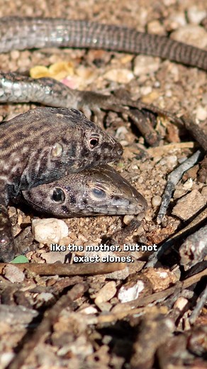 44K views · 39 reactions | What are the different forms of parthenogenesis? | IFLScience | Facebook