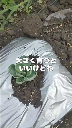 【家庭菜園】芽キャベツの栽培にチャレンジ【初挑戦】[Home garden]Trying to grow Brussels sprouts[First attempt] #冬野菜 #栽培 #育て方