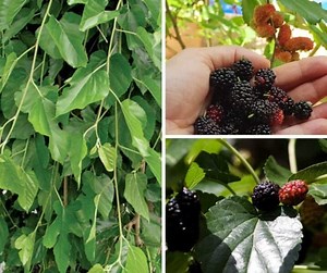 The Value Of Mulberry Trees On A Homestead - The Small Town Homestead