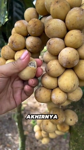 Buah duku semakin langka #reels #viral #duku #Fruits #fruitlovers #fruitbenefits #buahlangka | Prayoga Garden