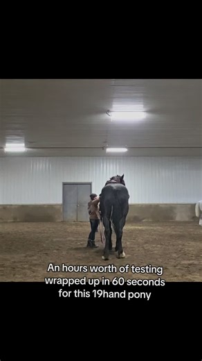 I dont think I ever enjoy riding a regular sized horse as much as I do these gentle giants #percheron #percherons #horse #horses #horserescue
