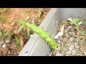How fast does bamboo grow in spring (Video Update)