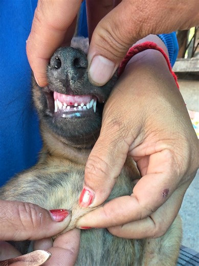ASMR Puppy Tick Cleaning and Relaxing Sleep