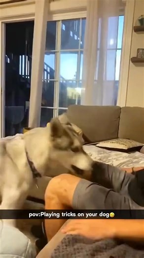 Playing tricks on your dog🐶🤣🤣#dog#funny#funnyanimals#funnypets#animals #dogsofttiktok #pet #foryou #longervideos | Urang