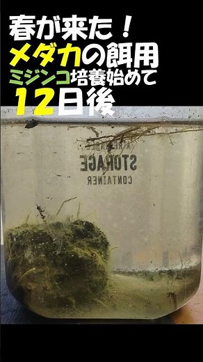 ミジンコ水槽立ち上げて12日後の様子 田んぼの土からメダカの餌を育てる 培養にむけて #水槽 #ミジンコ #めだか