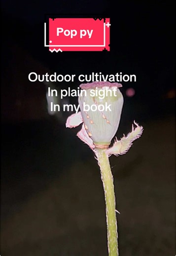 Understanding Glacial Acetic Acid vs Acetic Anhydride
