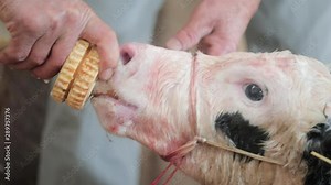 Farmer or vet feeding nursing a newborn cute black and white calf with a bottle. Portrait of a baby cow in a cowshed stable.