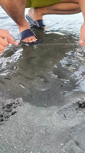 After Hours of Hiding, Finally Got This Arrow Squid in Sand | Ser Ron