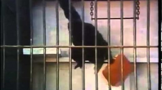 The famous commercial where the world remembered the gorilla, not the brand