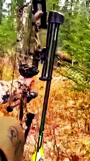 The Perfect Bow Shot on a Wild Deer 🦌 #deerhunting #bowhunting #buckhunting #hunting #shorts