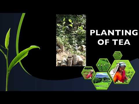 Planting of Tea