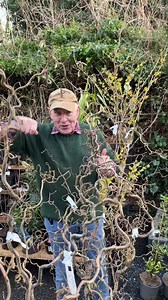 50 reactions | #add WEBSHOP https://pergolanurseries.ecwid.com...