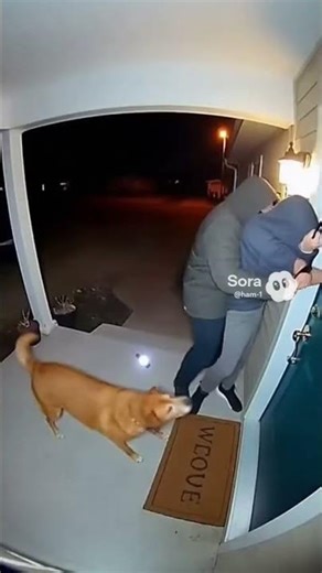 Loyal Dog Scares Off Late-Night Thief — Real CCTV Moment