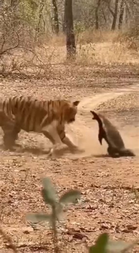 Honey Badger vs Tiger | Shocking Real Wildlife Encounter! #viral #wildlifeshorts #instaviral