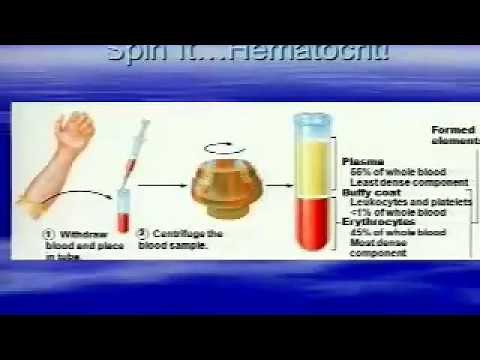 AP II Chapter Chapter 17 Blood Part 1