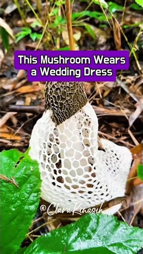 🍄 This Mushroom Wears a Wedding Dress! 😱 #mushroom #fungi #naturefacts