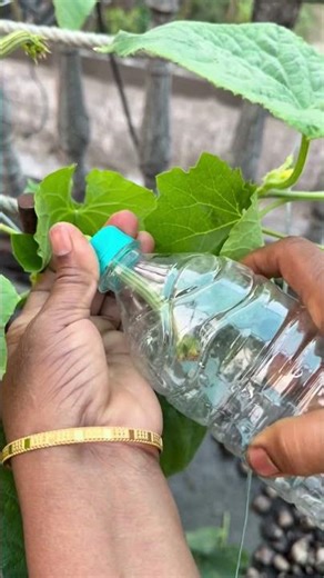 Protects sponge gourd from insects by using waste water bottle #spongegourd #plants #nature #flowers