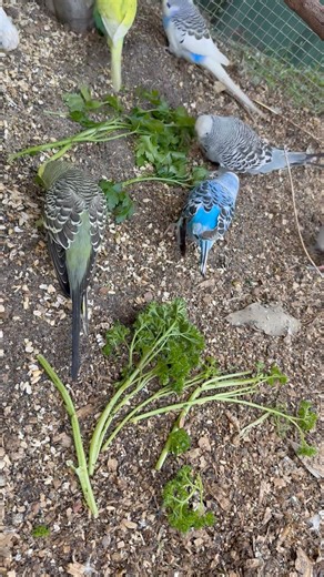 Curly versus flat-leaf parsley - which will win? Better yet, let's just use it to bathe 🤦‍♀️😄 Packed with vitamin C, parsley is also full of antioxidants and can help with digestive issues. Not something we feed every day, but good to add to their regular food schedule. (I still can't really tell which won.) One budgie in this video, Lemony, has a benign growth on his wing which causes it to drop. This is constantly monitored. While a wing amputation was discussed initially, he can still fly s