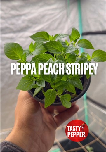 Time to pot up these peppers 👨🏽‍🌾#peppers #capsaicin #tastypepper #planttok #gardening