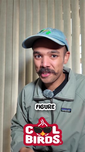 How Birds Select Their Food: Insights and Curiosities