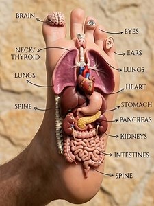 Foot Reflexology Map: Your Body’s Healing Points Under the Feet Your feet hold the map to your body’s healing ✨👣 Foot reflexology connects specific points on your feet to organs like the brain, heart, liver, and gut. Gentle pressure on these points may help relax your body, improve circulation, and support overall wellness — naturally. Save this reflexology map and give your feet some love today! #FootReflexology #ReflexologyMap #HolisticHealth #NaturalHealing #WellnessTips #MindBodyBalance #Se