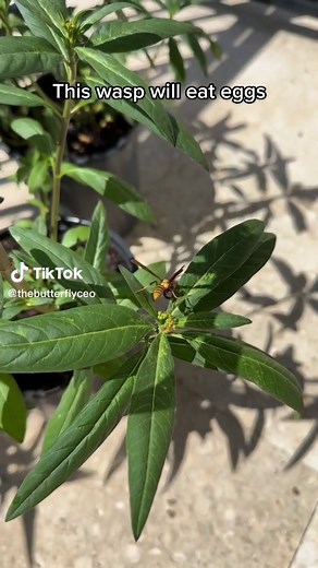 Monarch Butterfly Predators: Understanding What Eats Their Eggs and Caterpillars