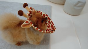 Watch Pet Recovery Collar&colon; Noah Giraffe on Amazon Live